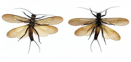 Réf. 208 528 : Perla sp.